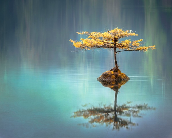 peaceful tree growing at lake